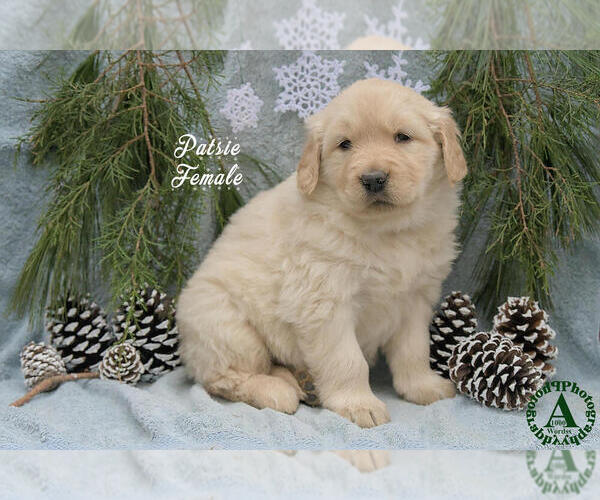 Medium Photo #3 Golden Retriever Puppy For Sale in HARRISONBURG, VA, USA