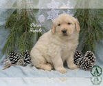 Small Photo #16 Golden Retriever Puppy For Sale in HARRISONBURG, VA, USA