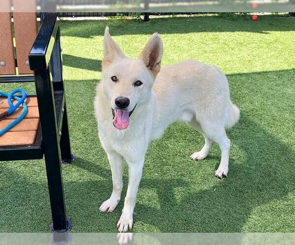 Medium Photo #1 German Shepherd Dog Puppy For Sale in Orange, CA, USA