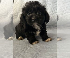 Chihuahua-Unknown Mix Dogs for adoption in San Diego , CA, USA