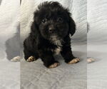 Small Chihuahua Mix
