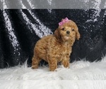 Small #3 Poodle (Toy)