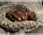 Puppy Red Miniature Labradoodle