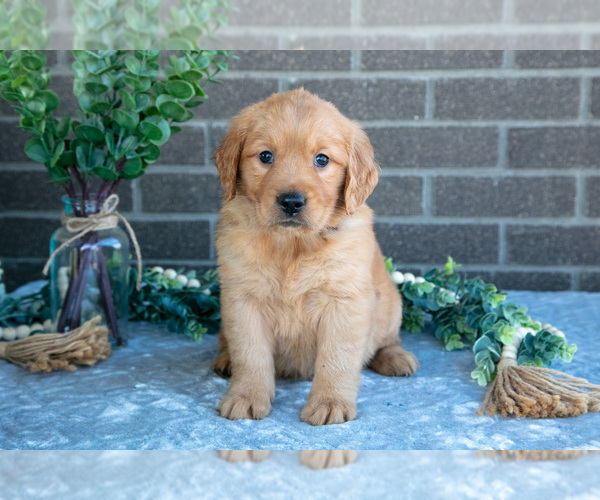 Medium Photo #1 Golden Retriever Puppy For Sale in MILLERSBURG, OH, USA