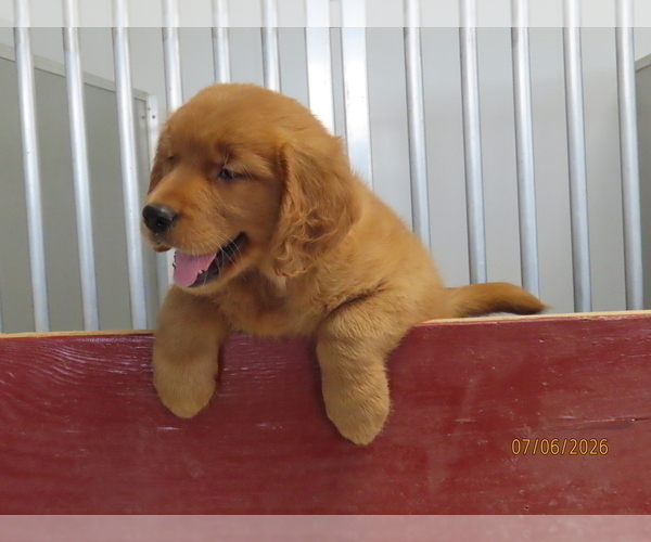Medium Photo #6 Golden Retriever Puppy For Sale in THORP, WI, USA