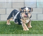 Small #9 English Bulldog