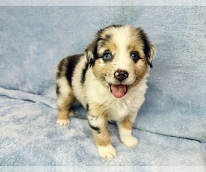 Miniature Australian Shepherd Puppy for sale in PARIS, TX, USA