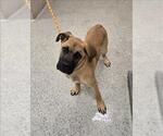 Small Mastiff Mix
