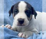 Small Collie Mix