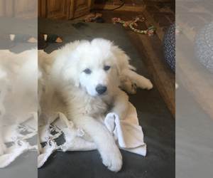 Great Pyrenees Puppy for sale in WOODLAND PARK, CO, USA