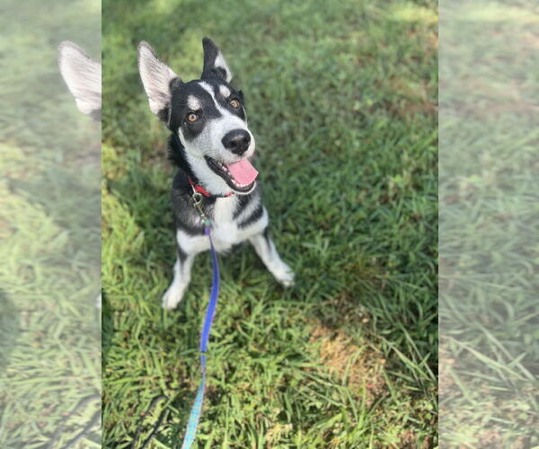 Medium Photo #6 Siberian Husky-Unknown Mix Puppy For Sale in Cumming, GA, USA