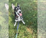Small #5 Siberian Husky Mix