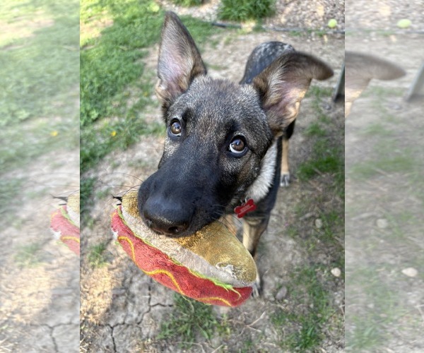 Medium Photo #19 German Shepherd Dog Puppy For Sale in Gretna, NE, USA