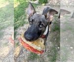 Small #18 German Shepherd Dog