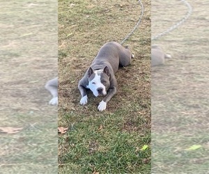American Bully Puppy for sale in REEDVILLE, VA, USA