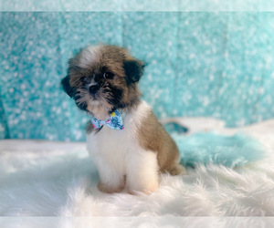 Mal-Shi Puppy for sale in KINSTON, NC, USA