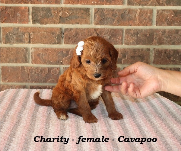 Medium Photo #5 Cavapoo Puppy For Sale in CLARKRANGE, TN, USA