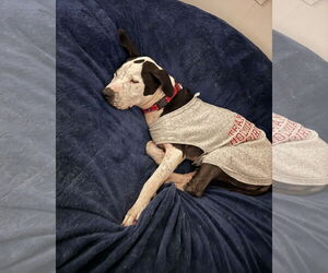 Great Dane-Unknown Mix Dogs for adoption in Spotsylvania, VA, USA