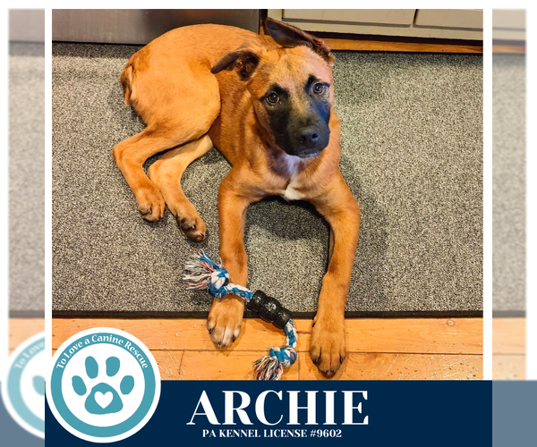 Medium Photo #10 Mutt Puppy For Sale in Kimberton, PA, USA