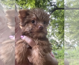 Yorkshire Terrier Puppy for Sale in CAULFIELD, Missouri USA