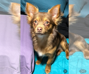 Father of the Chihuahua puppies born on 09/20/2025