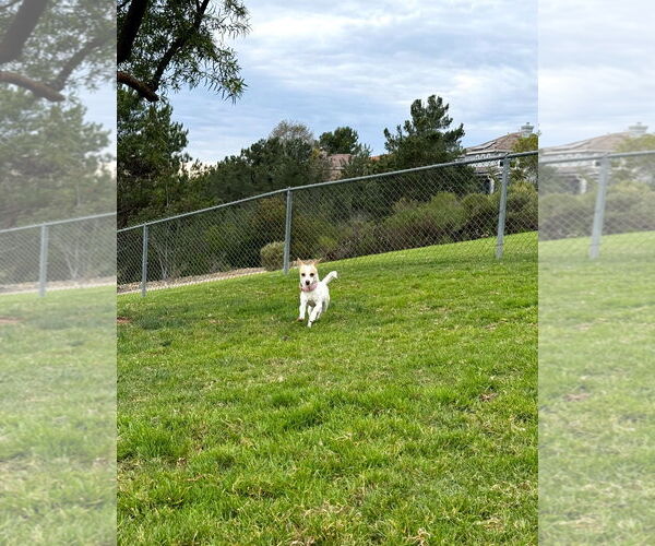 Medium Photo #2 Chihuahua-Unknown Mix Puppy For Sale in Escondido, CA, USA