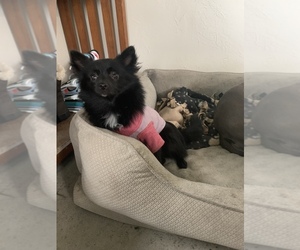 Chiranian Puppy for sale in KEAAU, HI, USA