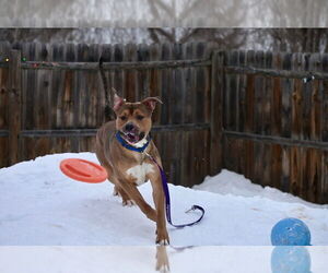 Zeus - Male Mutt Dog for Adoption - Photo #2