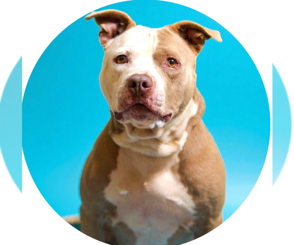 Medium Photo #2 American Staffordshire Terrier-Unknown Mix Puppy For Sale in Rowlett, TX, USA