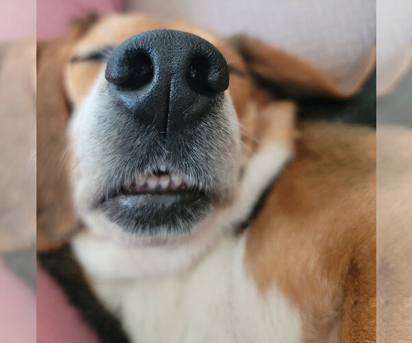 Medium Photo #5 Beagle Puppy For Sale in Tampa, FL, USA
