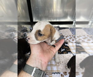 Mutt Dogs for adoption in Oklahoma City, OK, USA