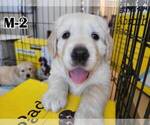 Small Photo #1 English Cream Golden Retriever Puppy For Sale in GARDENA, CA, USA