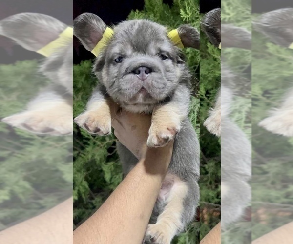 Medium Photo #8 French Bulldog Puppy For Sale in LITITZ, PA, USA