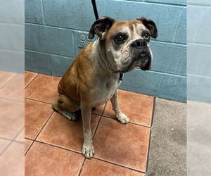 Boxer Dogs for adoption in Downey, CA, USA