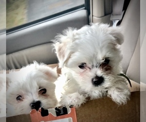Maltese Puppy for sale in REDWOOD CITY, CA, USA