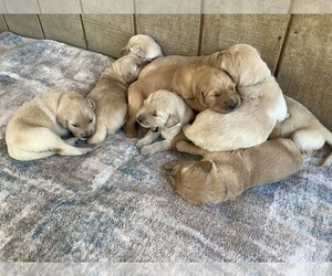 Golden Retriever Puppy for Sale in RILEYVILLE, Virginia USA