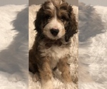 Puppy Paxton Bernedoodle