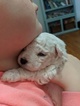 Small Photo #6 Bichon Frise Puppy For Sale in NORTH BRANCH, MN, USA