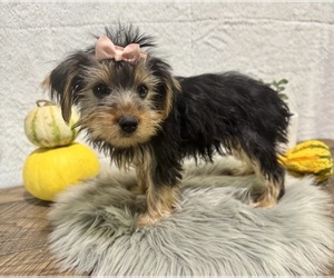 Yorkshire Terrier Puppy for sale in NAPPANEE, IN, USA