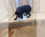Small Labrador Retriever