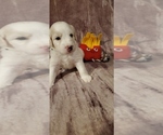 Puppy 3 Labradoodle