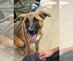 Micha - Female Mutt Dog for Adoption - Small photo