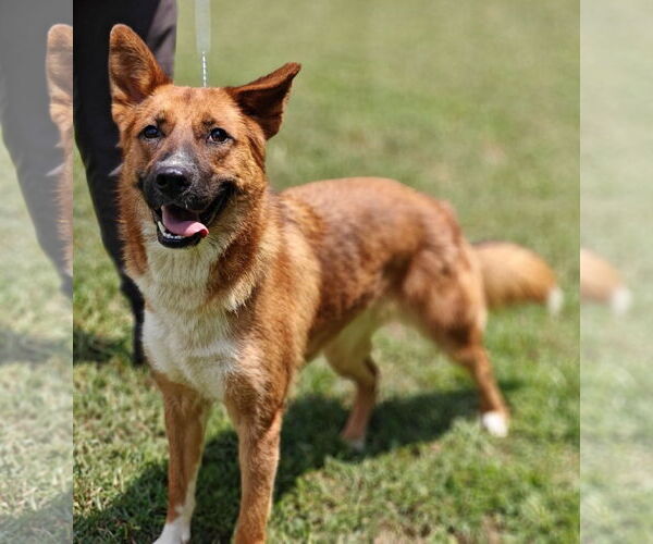 Medium Photo #8 Mutt Puppy For Sale in Talladega, AL, USA