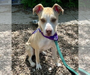 Mutt Dogs for adoption in St. Louis Park, MN, USA