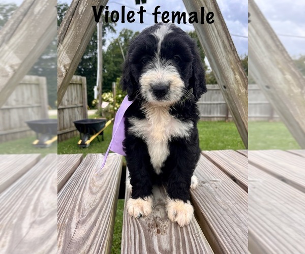 Medium Photo #1 Bernedoodle Puppy For Sale in SPENCER, IN, USA