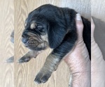 Small #2 Bloodhound