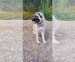Small Photo #56 Anatolian Shepherd-Great Pyrenees Mix Puppy For Sale in AGOURA HILLS, CA, USA