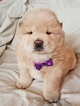 Puppy 3 Chow Chow