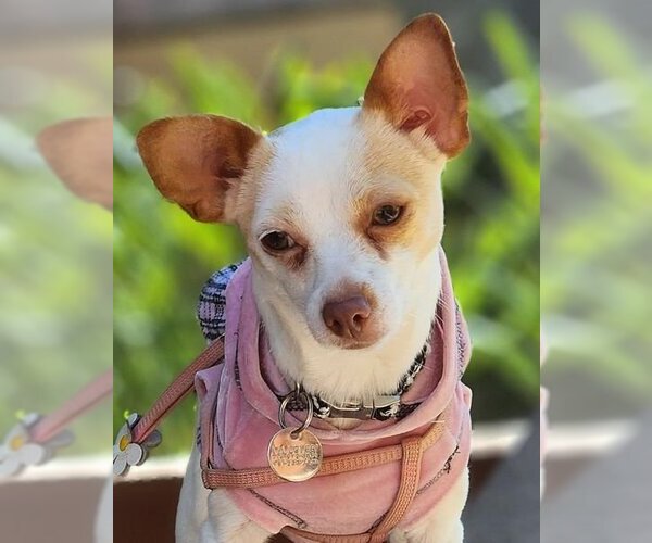 Medium Photo #3 Jack Chi Puppy For Sale in Anaheim Hills, CA, USA