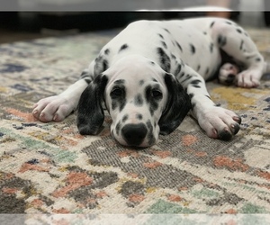 Dalmatian Puppy for sale in NILES, MI, USA